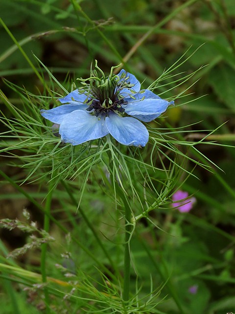 Nigelle des champs, nigella arvensis