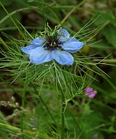 Nigelle des champs, nigella arvensis