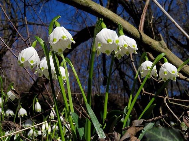Nivole de printemps, leucojum vernum