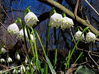 Nivéole de printemps, leucojum vernum