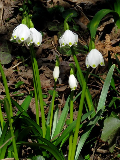 Nivole printanire, leucojum vernum