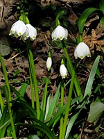 Nivéole de printemps, leucojum vernum