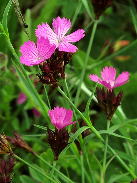 Oeillet des Chartreux - dianthus carthusianorum