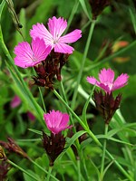 Oeillet des Chartreux, dianthus carthusianorum