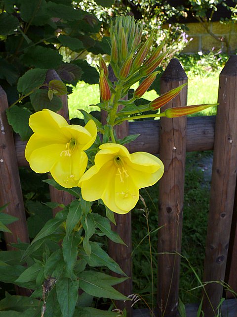 Onagre - oenothera glazioviana