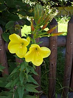 Onagre, oenothera glazioviana