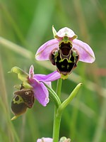 Ophris bourdon, ophrys fuciflora