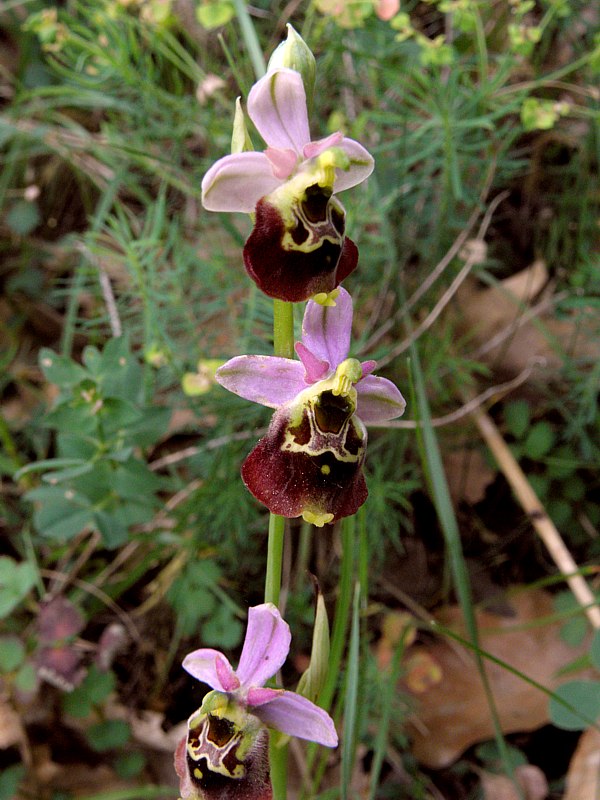 Ophrys bourdon, ophrys fuciflora