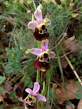 Ophrys bourdon, ophrys fuciflora