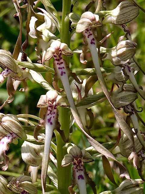 Orchis bouc, himantoglossum hircinum
