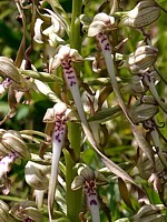 Orchis bouc, himantoglossum hircinum