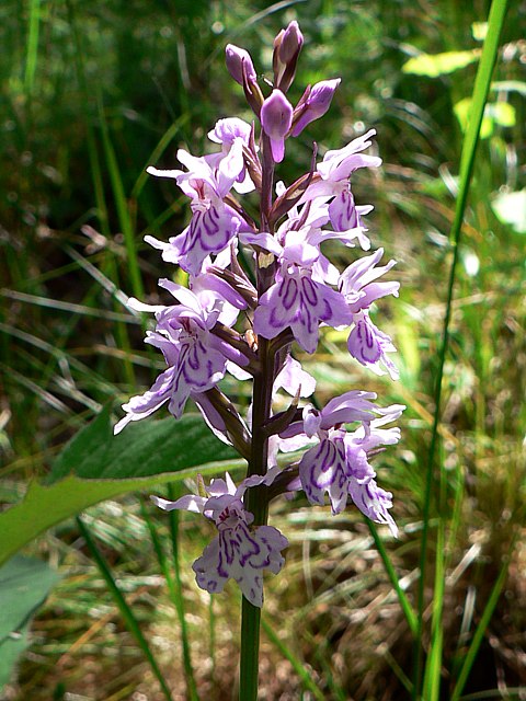 Ochis des bois,  dactylorhiza fuchslii