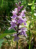Ochis des bois, dactylorhiza fuchslii