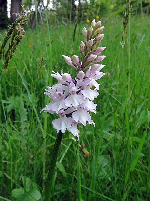 Ochis de Fuchs, dactylorhiza fuchslii