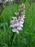 Ochis des bois, orchis de Fuchs