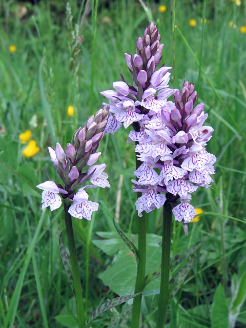 Ochis des bois,  dactylorhiza fuchslii