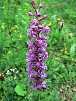 Orchis moucheron, gymnadenia conopsea
