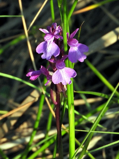 Orchis des marais, orchis palustris
