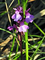 Orchis des marais, orchis palustris