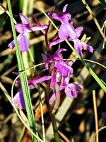 Orchis des marais, orchis palustris