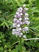 Orchis militaire, orchis militaris