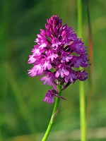 Orchis pyramidal, anacamptis pyramidalis