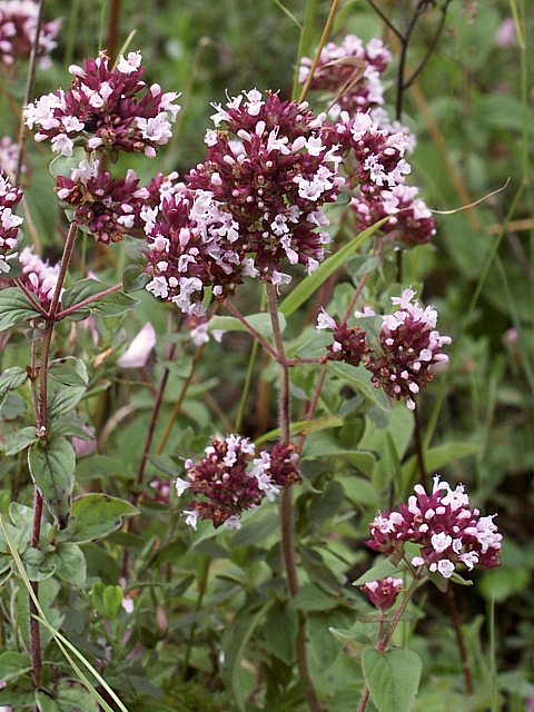 Origan, origanum vulgare