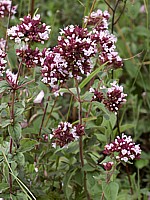 Origan, origanum vulgare