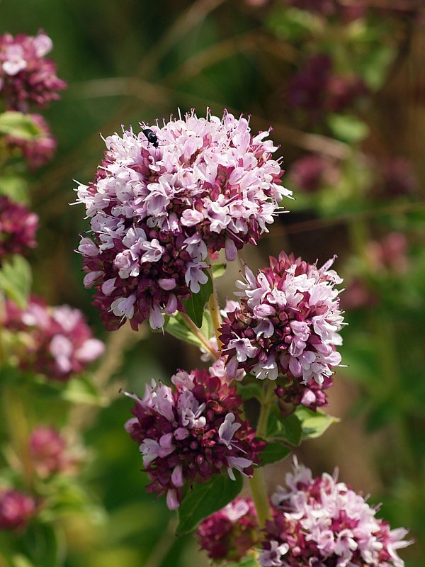 Origan, origanum vulgare