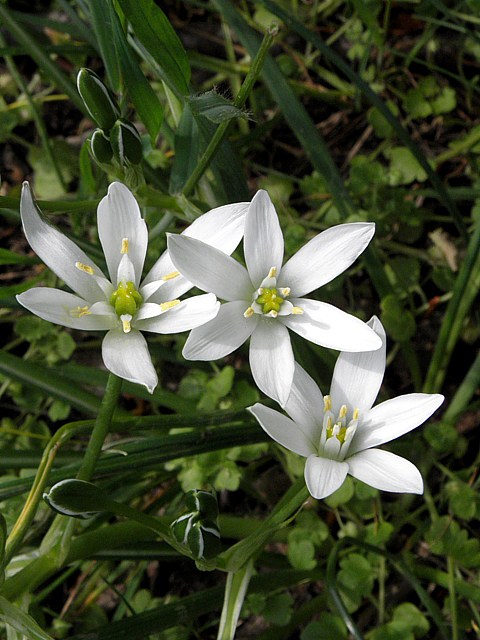 Dame d'onze heures, ornithogalum umbellatum