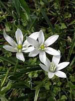 Dame d'onze heures, ornithogalum umbellatum
