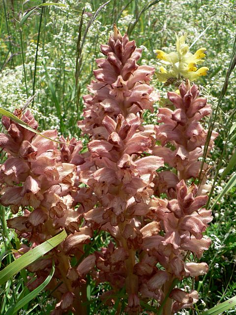 Orobanche, orobanche caryophyllacea