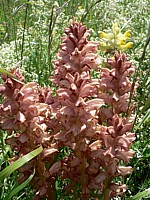 Orobanche, arctium minus