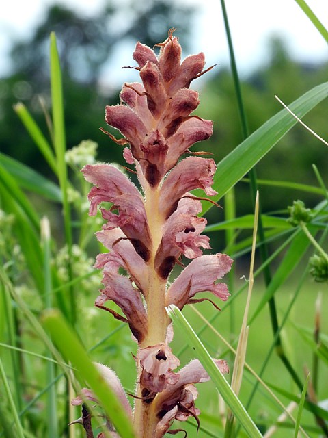 Orobanche, orobanche caryophyllacea