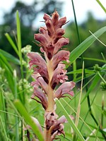 Petite orobanche, orobanche minor