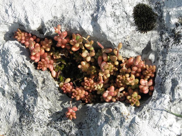 Orpin blanc, sedum blanc