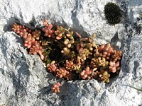 Orpin blanc, sedum album