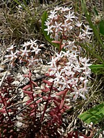 Orpin blanc, sedum blanc