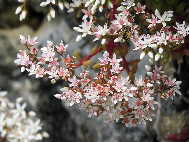 Orpin blanc, sedum blanc