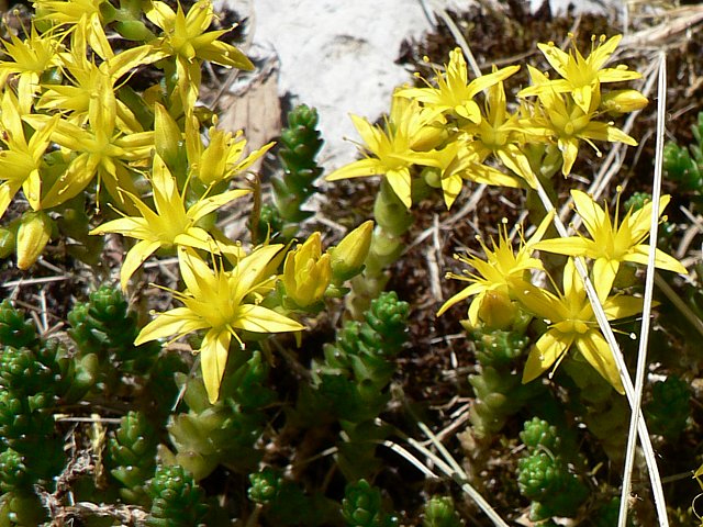 Orpin âcre, poivre des murailles, sedum acre