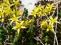 Orpin âcre, sedum acre
