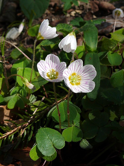 Pain de coucou - oxalis acetosella