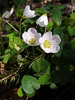 Pain de coucou, oxalis acetosella