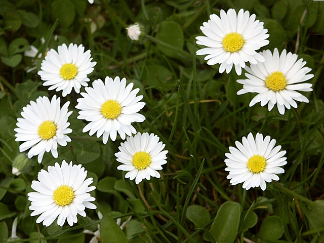 Pquerettes - bellis perennis