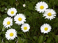 Pâquerette, bellis perennis