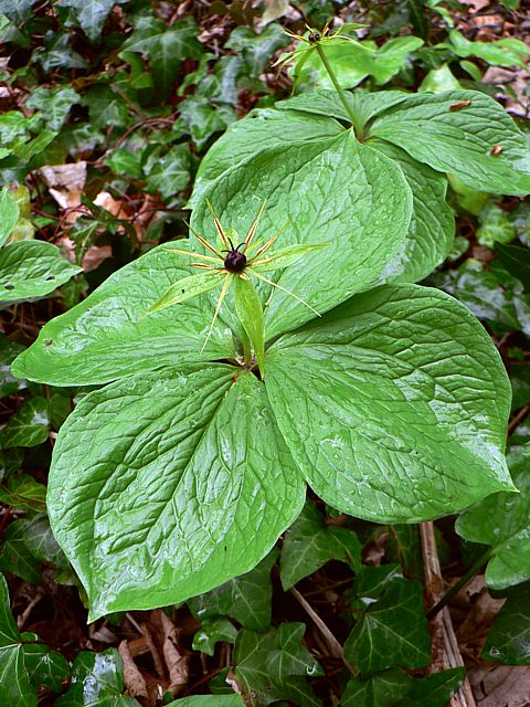 Parisette à quatre feuilles, paris quadrifolia