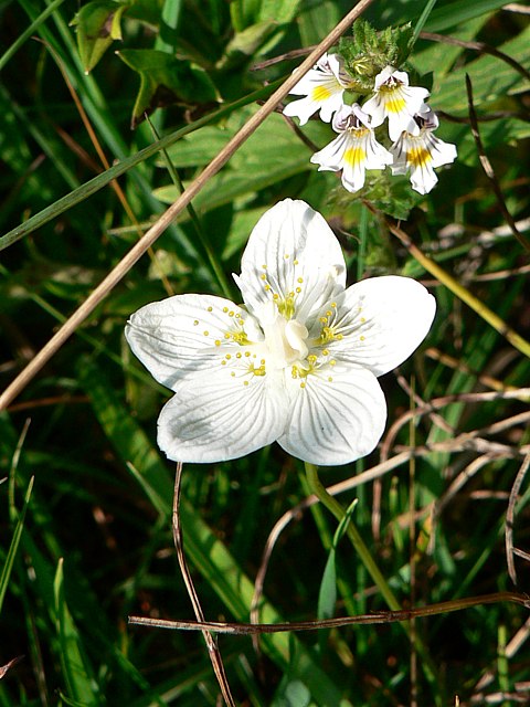 Parnassie des marais - parnassia palustris