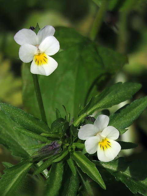 Pense sauvage, viola tricolor
