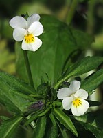 Pensée sauvage, viola tricolor