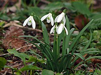 Perce-neige, galanthus nivalis